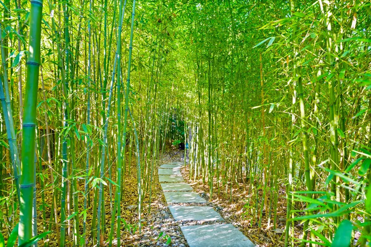 Bamboo-lined trail entrance with stone pavers